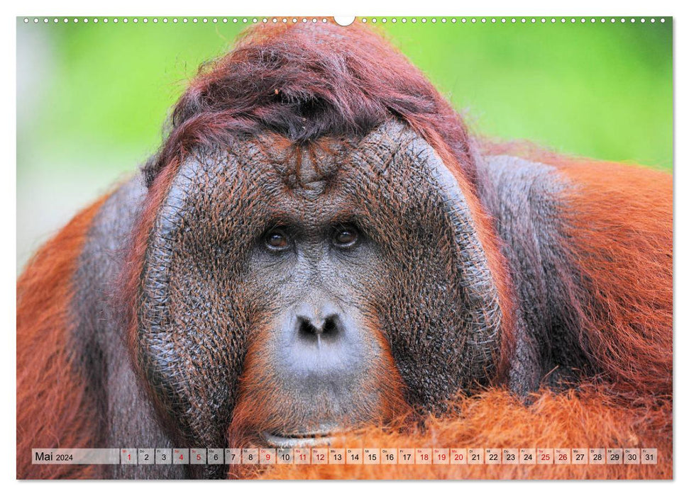 Orang Utans: Zu Besuch im Regenwald (CALVENDO Wandkalender 2024)