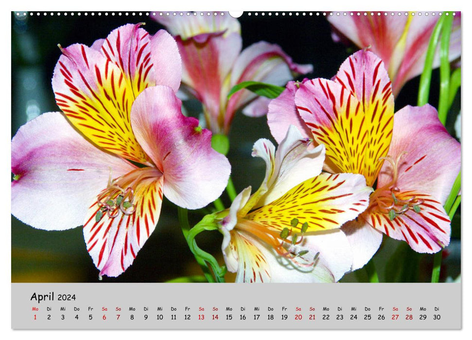 Blumen überall, zur Freude Menschen (CALVENDO Wandkalender 2024)