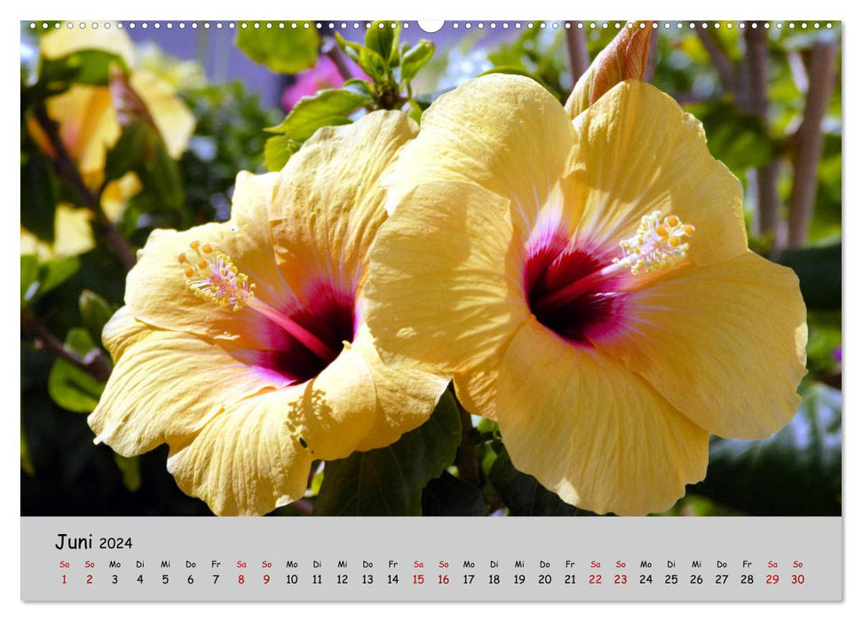 Blumen überall, zur Freude Menschen (CALVENDO Wandkalender 2024)