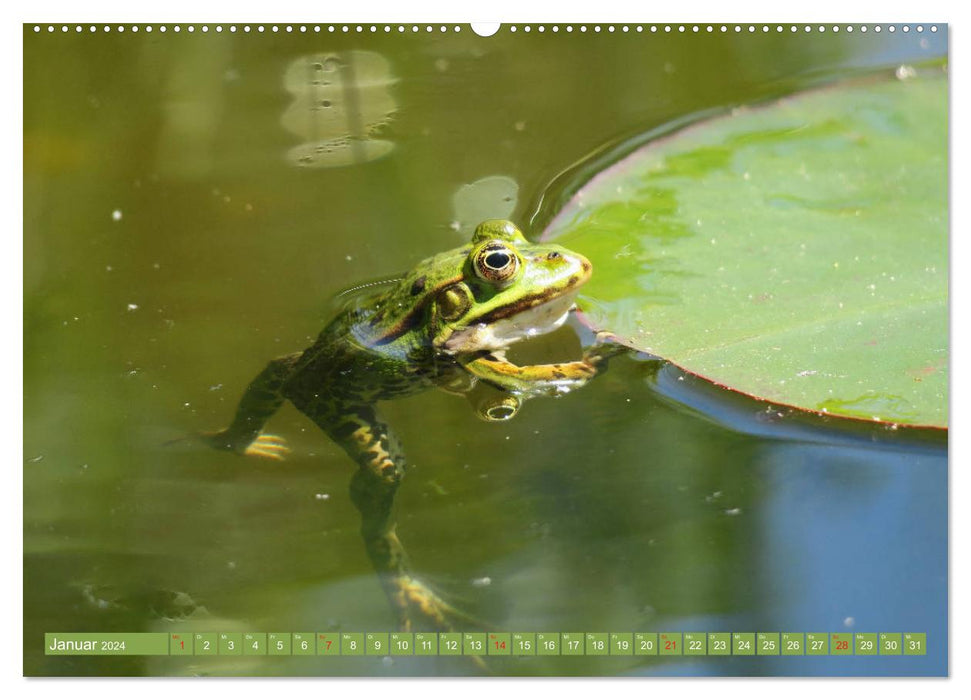 Der Frosch im Teich - auf Froschbeobachtung (CALVENDO Wandkalender 2024)