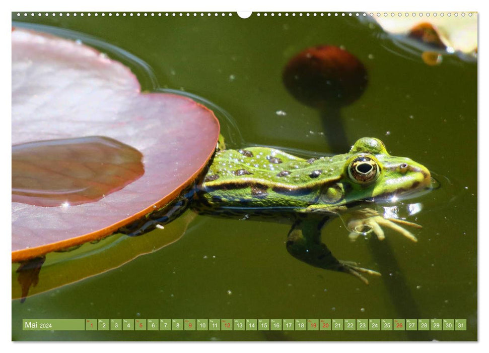 Der Frosch im Teich - auf Froschbeobachtung (CALVENDO Wandkalender 2024)