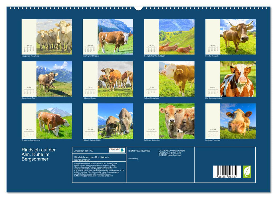 Cattle on the Alpine pasture. Cows in the mountain summer (CALVENDO Premium Wall Calendar 2024) 