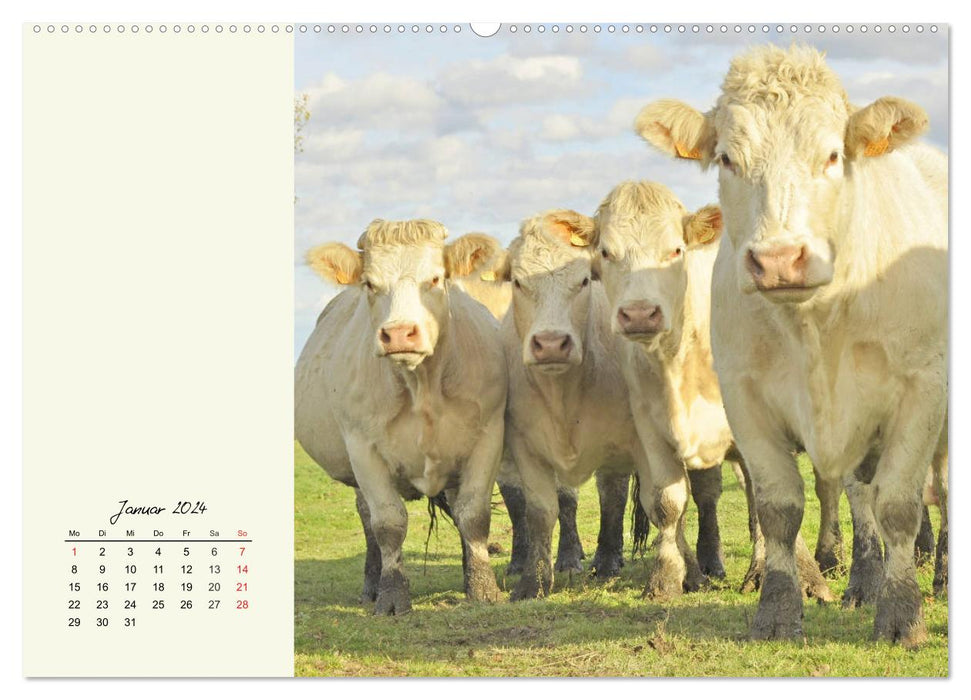 Cattle on the Alpine pasture. Cows in the mountain summer (CALVENDO Premium Wall Calendar 2024) 