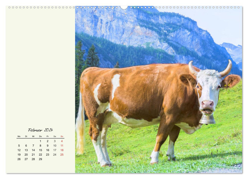 Cattle on the Alpine pasture. Cows in the mountain summer (CALVENDO Premium Wall Calendar 2024) 