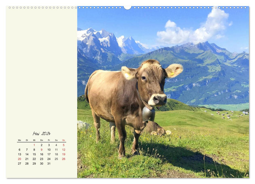 Cattle on the Alpine pasture. Cows in the mountain summer (CALVENDO Premium Wall Calendar 2024) 