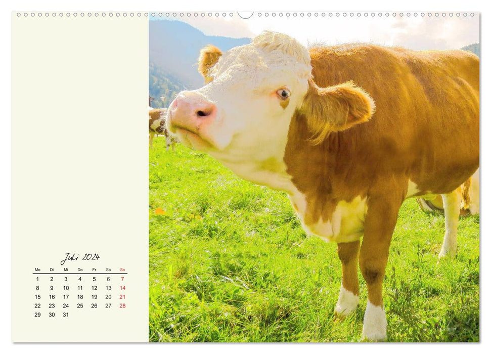 Cattle on the Alpine pasture. Cows in the mountain summer (CALVENDO Premium Wall Calendar 2024) 