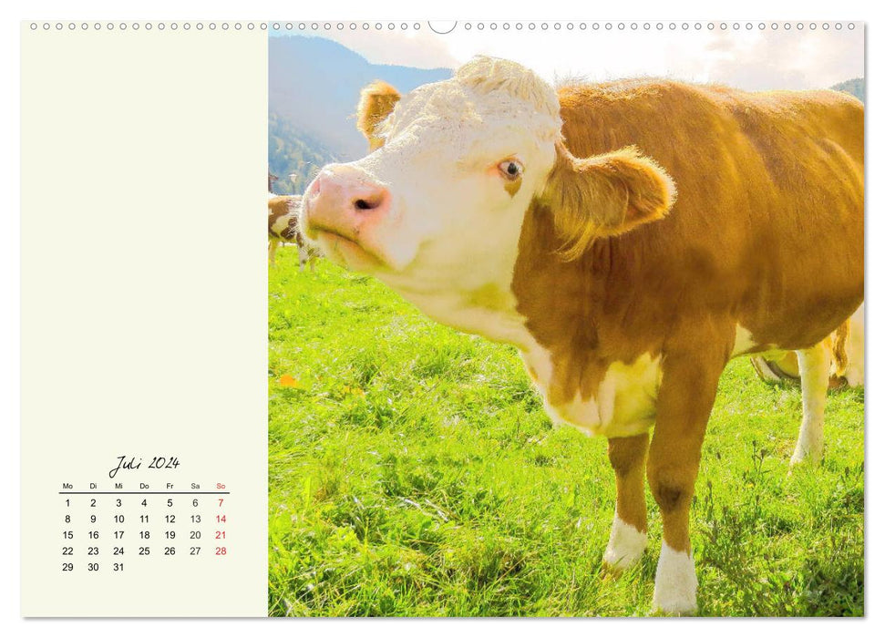 Rindvieh auf der Alm. Kühe im Bergsommer (CALVENDO Premium Wandkalender 2024)