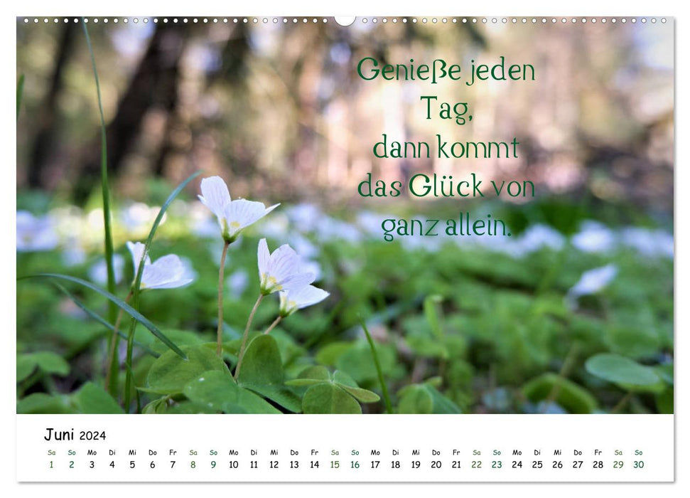 Pures Glück im Wald - Kalender 2024 (CALVENDO Premium Wandkalender 2024)