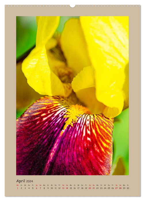 Zauberhafte Iris (CALVENDO Premium Wandkalender 2024)