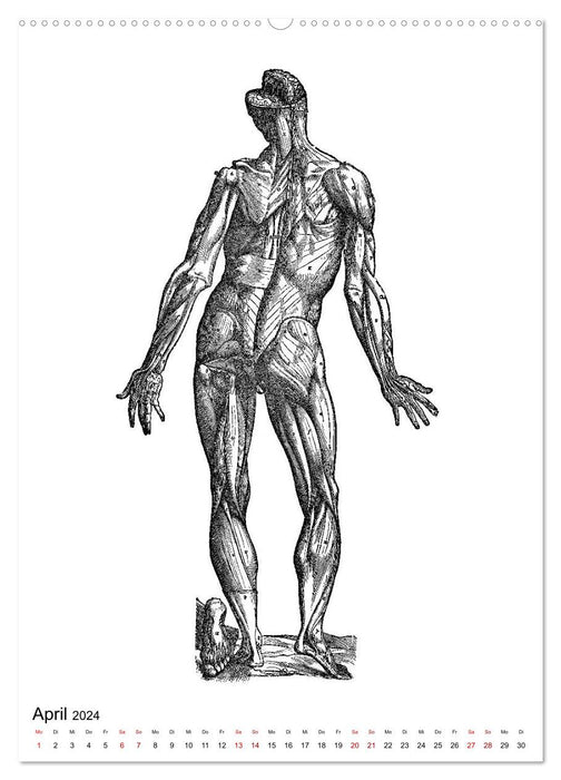Vesalius anatomical muscle men (CALVENDO Premium Wall Calendar 2024) 