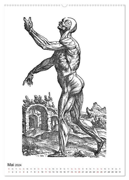 Vesalius anatomische Muskelmänner (CALVENDO Premium Wandkalender 2024)