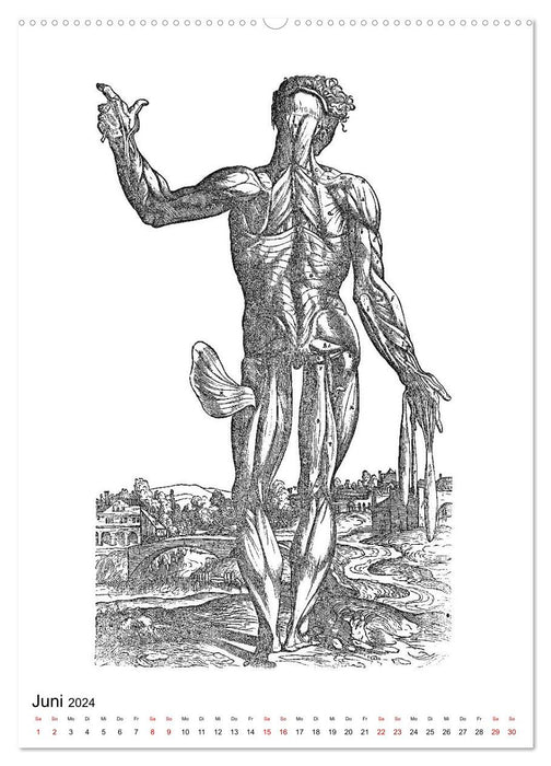 Vesalius anatomische Muskelmänner (CALVENDO Premium Wandkalender 2024)