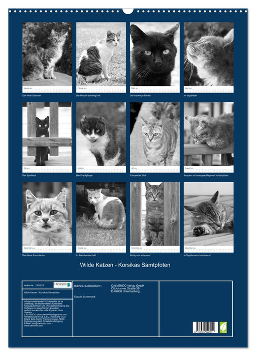 Wilde Katzen - Korsikas Samtpfoten (CALVENDO Wandkalender 2024)