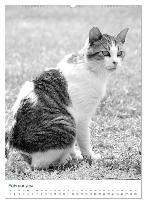 Wilde Katzen - Korsikas Samtpfoten (CALVENDO Wandkalender 2024)