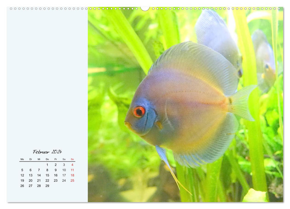 Discus fish. The enchanting favorites of many aquarists (CALVENDO Premium Wall Calendar 2024) 