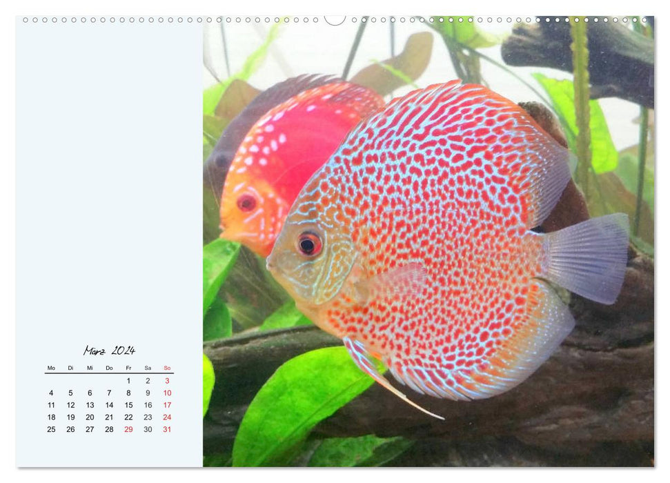 Discus fish. The enchanting favorites of many aquarists (CALVENDO Premium Wall Calendar 2024) 