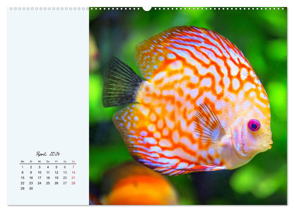Diskusfische. Die bezaubernden Lieblinge vieler Aquarianer (CALVENDO Premium Wandkalender 2024)