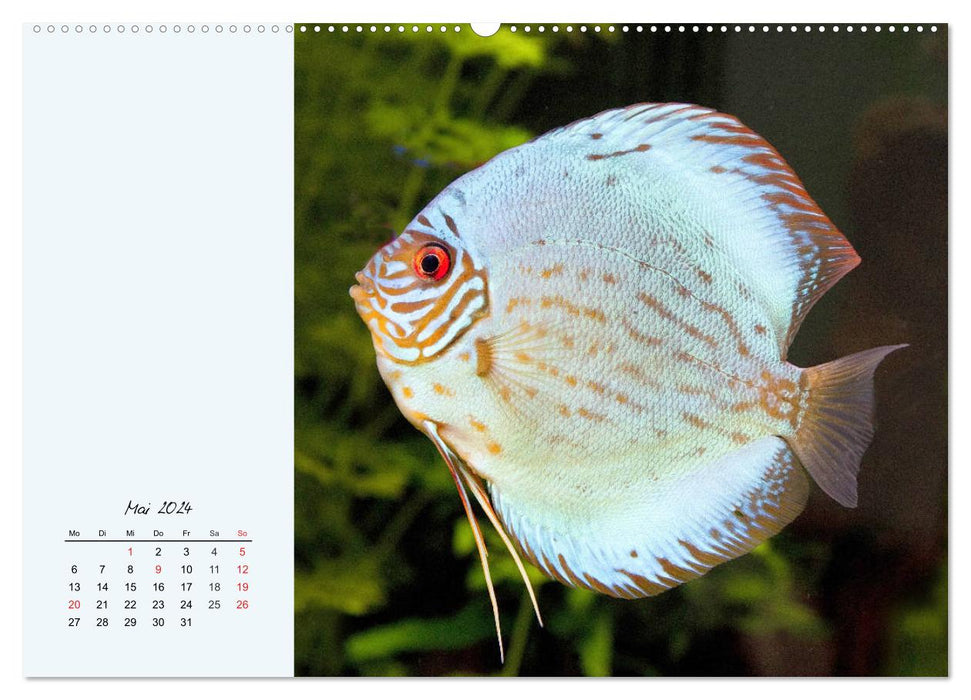 Discus fish. The enchanting favorites of many aquarists (CALVENDO Premium Wall Calendar 2024) 
