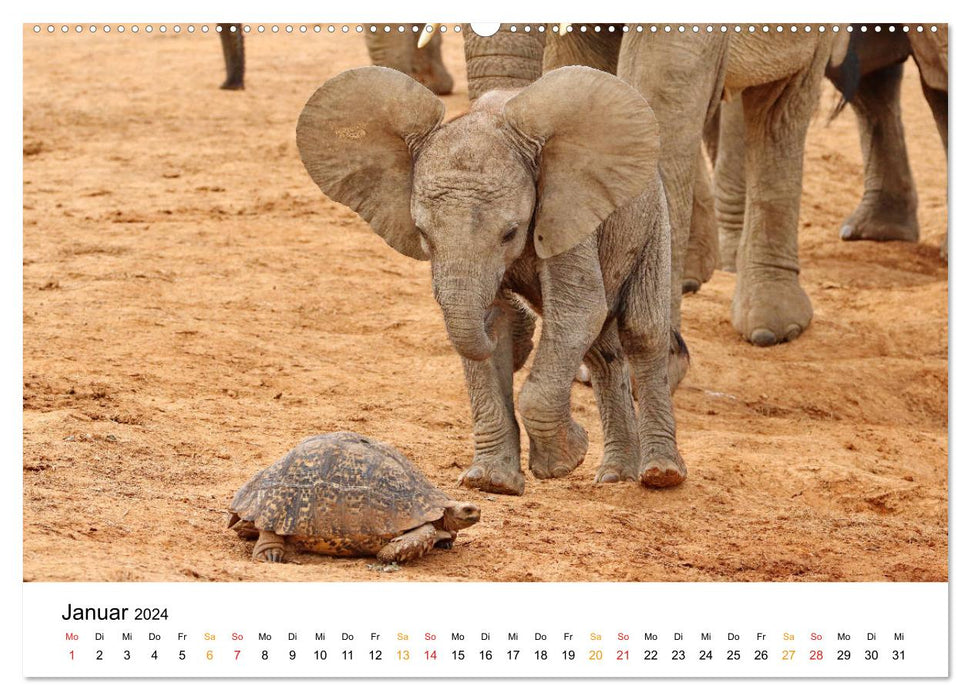 ADDO ELEPHANT NATIONAL PARK Elefanten Babies (CALVENDO Wandkalender 2024)