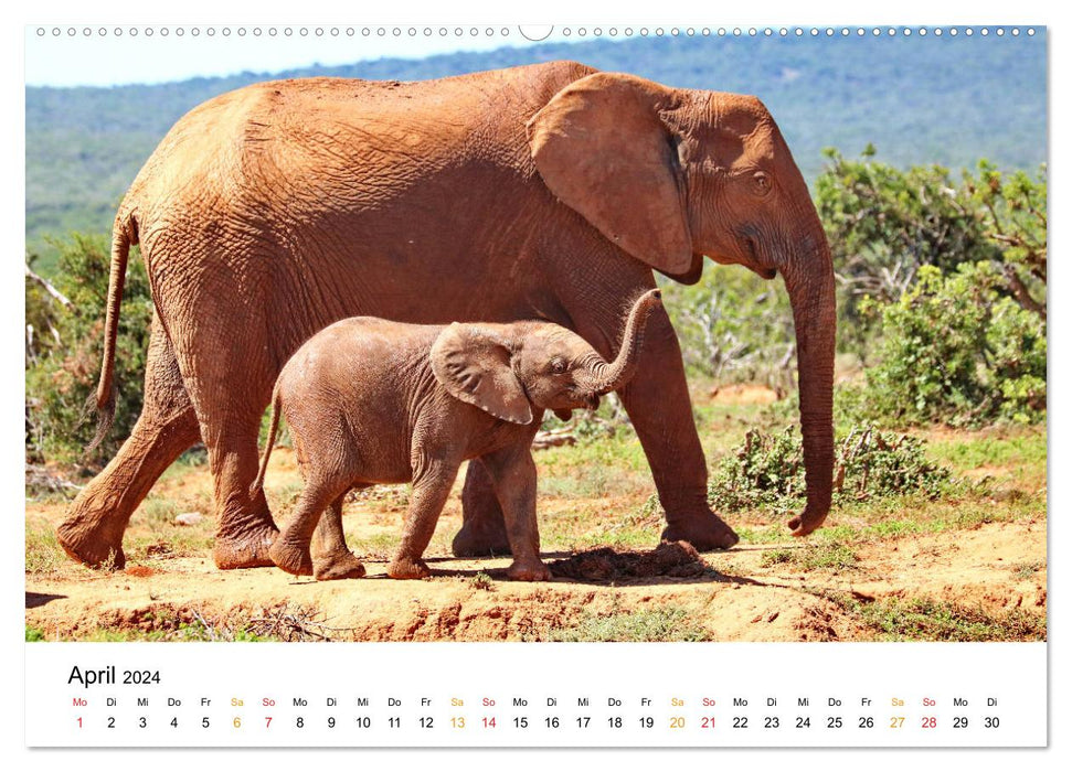 ADDO ELEPHANT NATIONAL PARK Elefanten Babies (CALVENDO Wandkalender 2024)