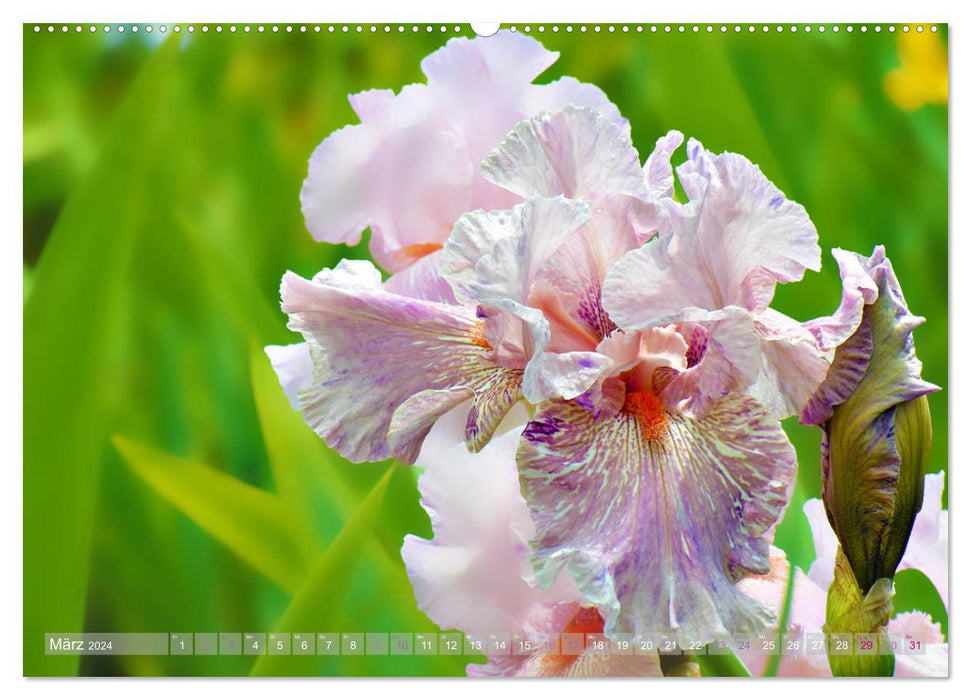 Blumenfeier (CALVENDO Premium Wandkalender 2024)