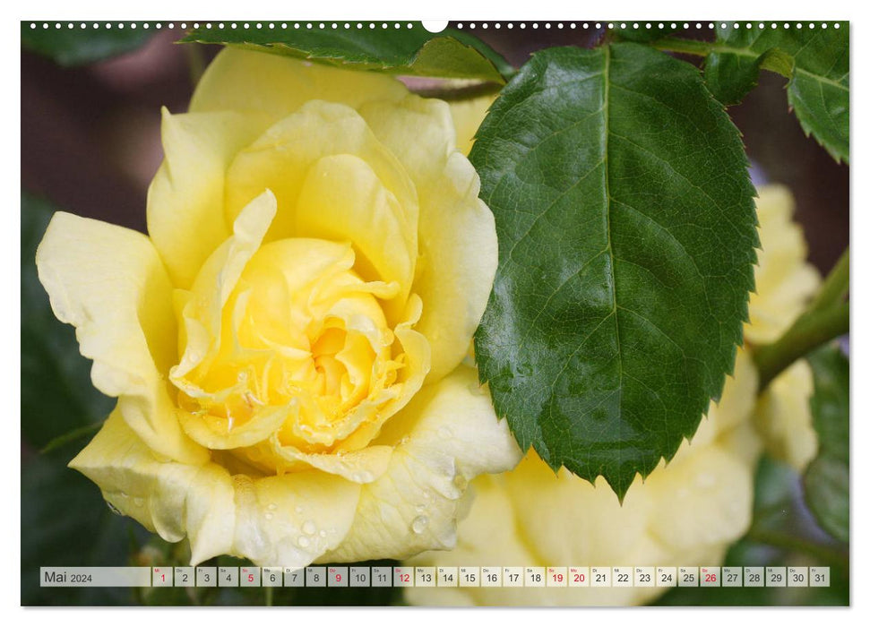 Strahlend schöne Rosen (CALVENDO Wandkalender 2024)