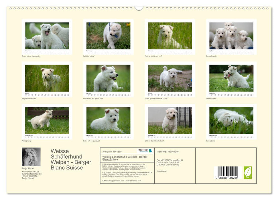 Weisse Schäferhund Welpen - Berger Blanc Suisse (CALVENDO Premium Wandkalender 2024)