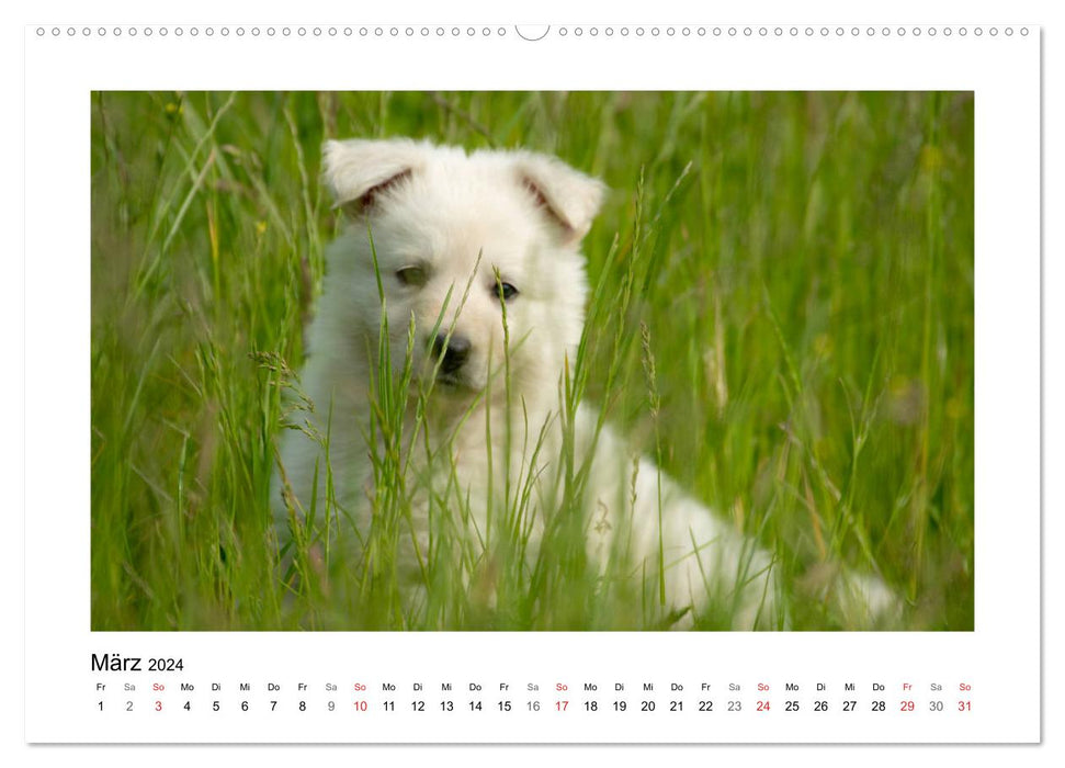 White German Shepherd Puppies - Berger Blanc Suisse (CALVENDO Premium Wall Calendar 2024) 