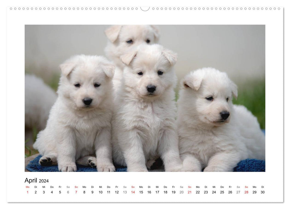 White German Shepherd Puppies - Berger Blanc Suisse (CALVENDO Premium Wall Calendar 2024) 