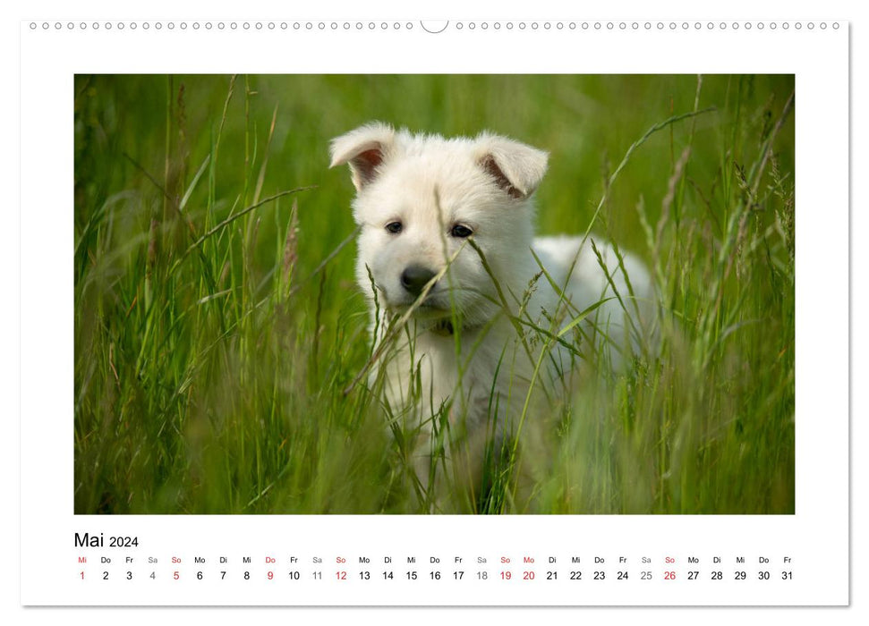 White German Shepherd Puppies - Berger Blanc Suisse (CALVENDO Premium Wall Calendar 2024) 