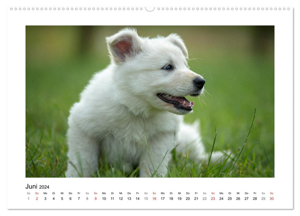 White German Shepherd Puppies - Berger Blanc Suisse (CALVENDO Premium Wall Calendar 2024) 