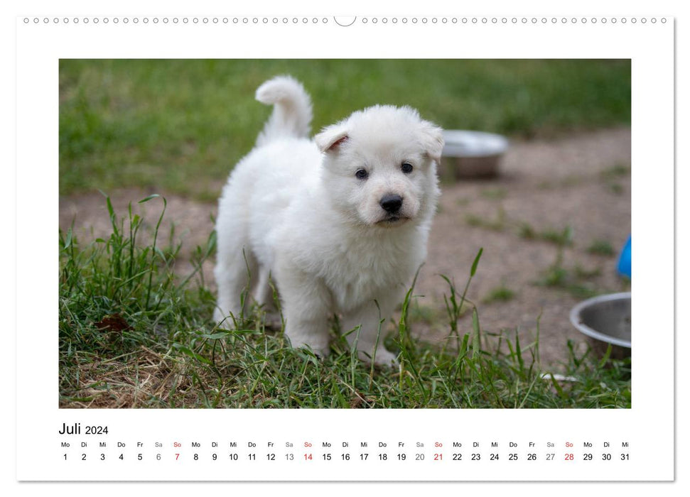 White German Shepherd Puppies - Berger Blanc Suisse (CALVENDO Premium Wall Calendar 2024) 