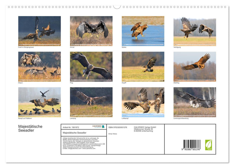 Majestic Sea Eagles (CALVENDO Premium Wall Calendar 2024) 
