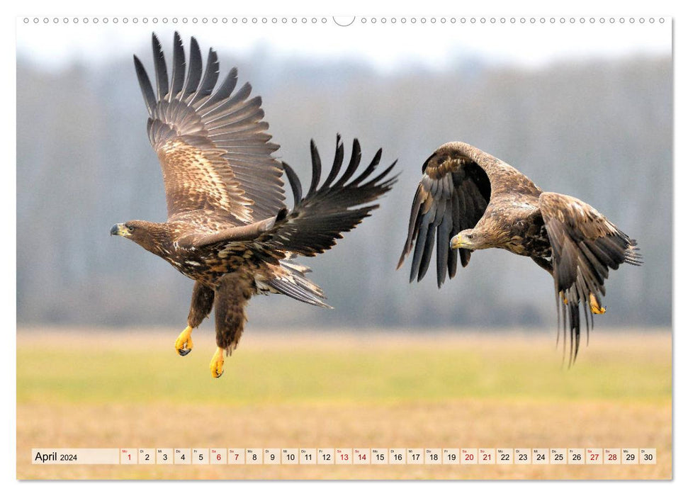 Majestätische Seeadler (CALVENDO Premium Wandkalender 2024)