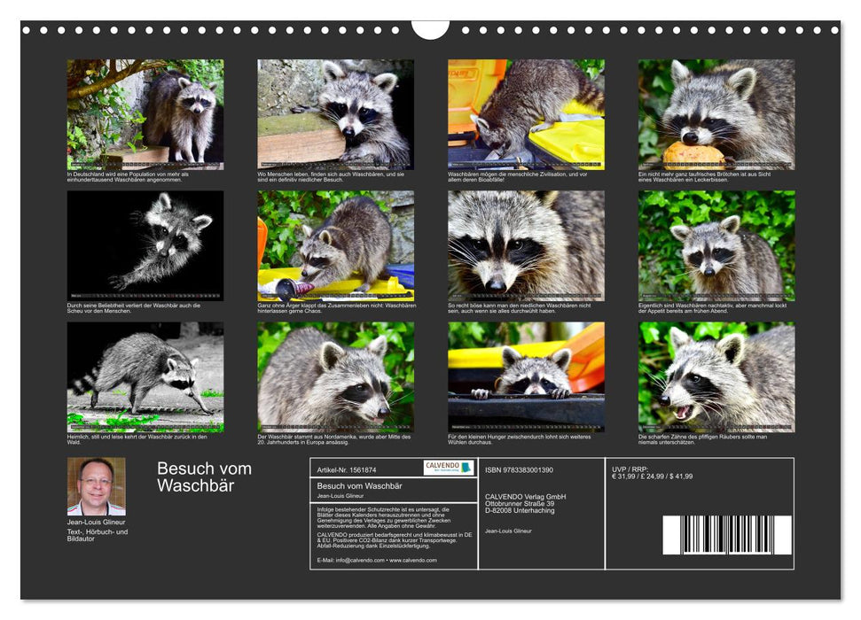 Visit from the raccoon (CALVENDO wall calendar 2024) 