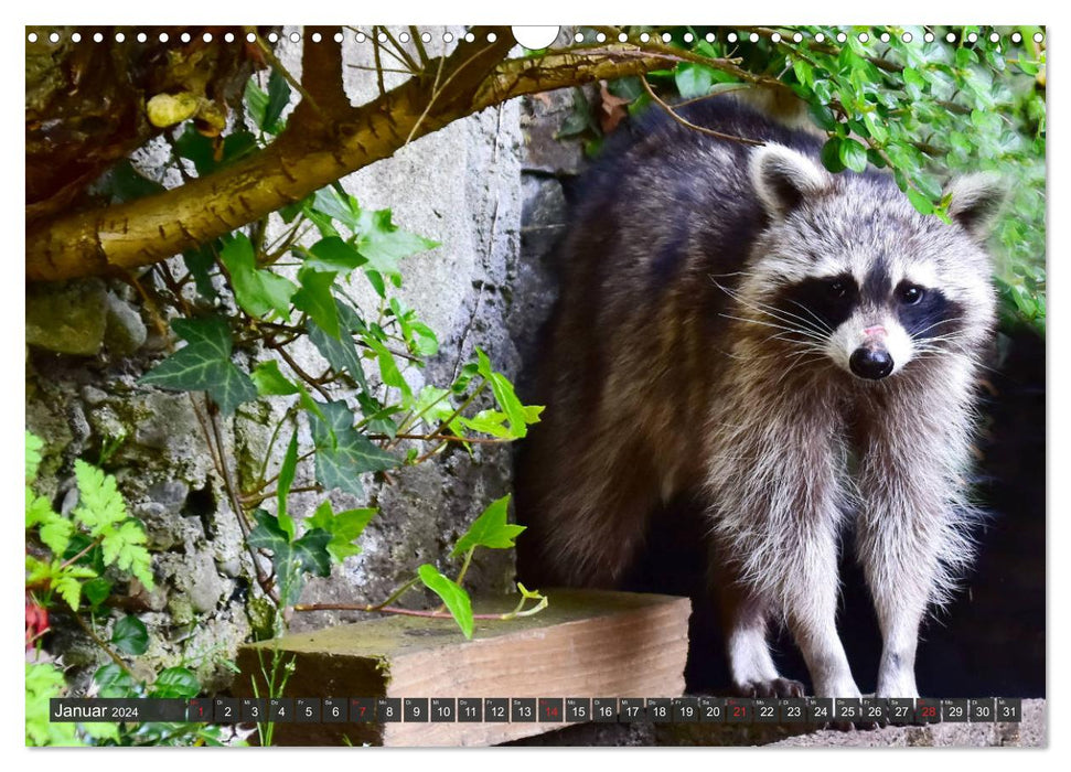 Visit from the raccoon (CALVENDO wall calendar 2024) 