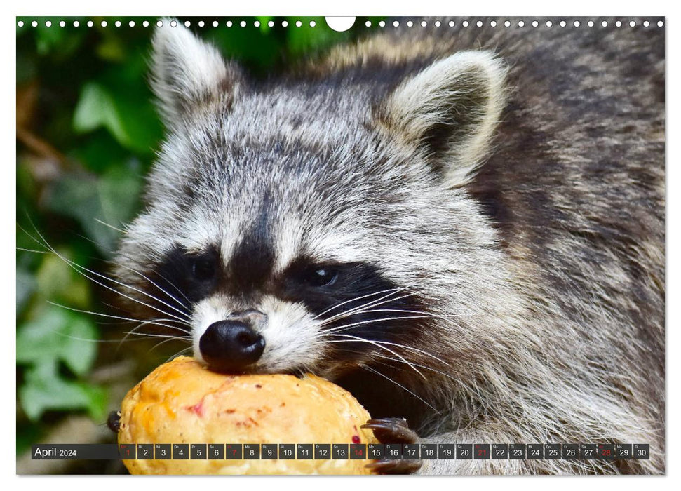 Visit from the raccoon (CALVENDO wall calendar 2024) 