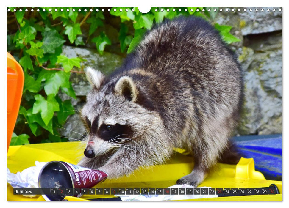 Visit from the raccoon (CALVENDO wall calendar 2024) 