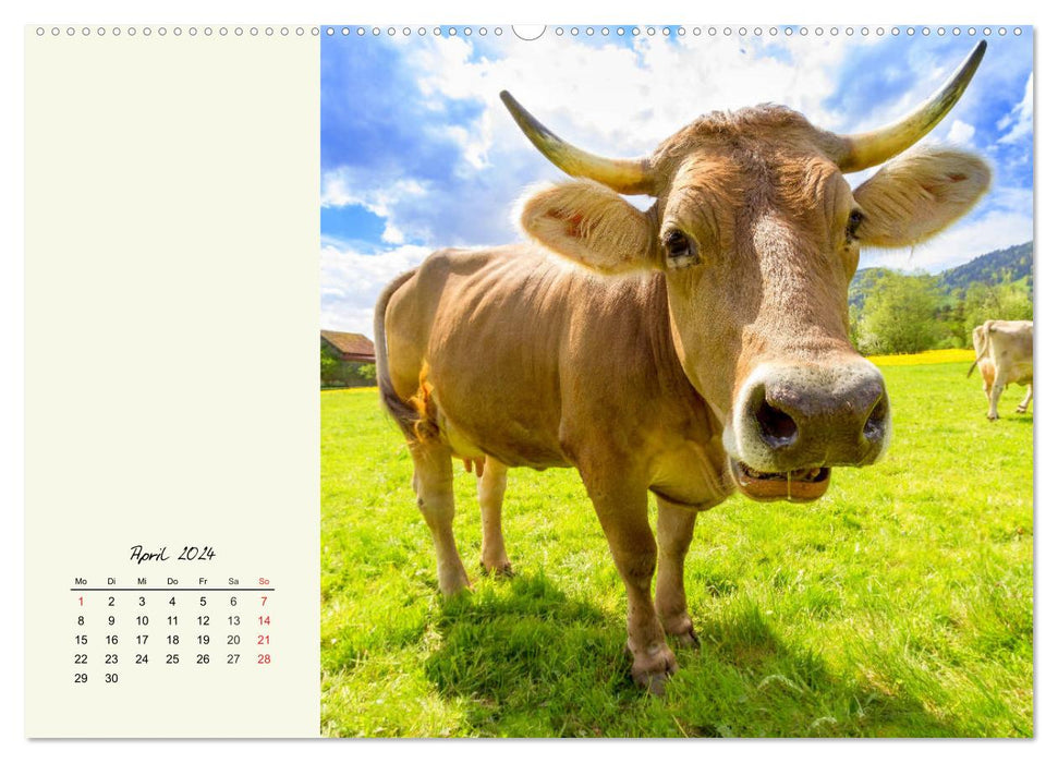 Rindvieh auf der Alm. Kühe im Bergsommer (CALVENDO Wandkalender 2024)