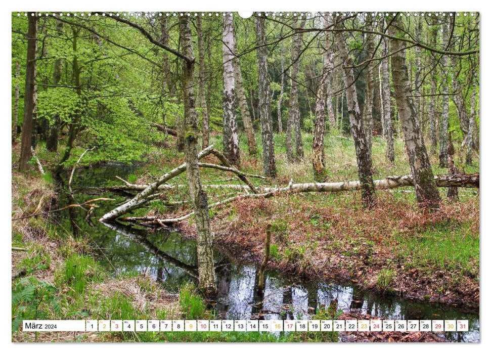 Fischland &amp; Darß dream landscape on the Baltic Sea and Bodden (CALVENDO Premium Wall Calendar 2024) 