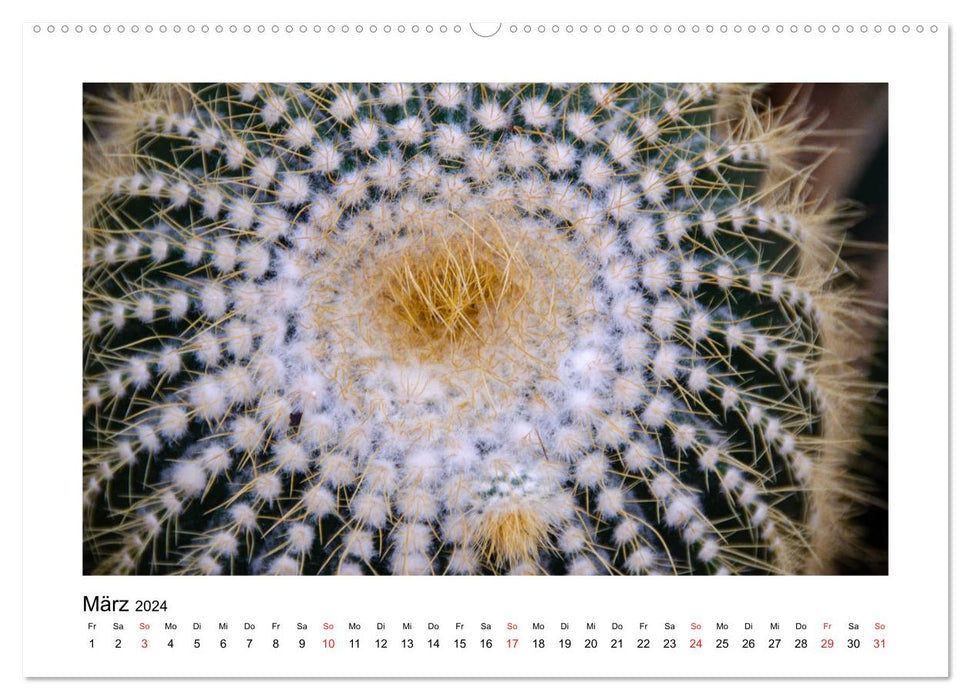 Cacti and succulents (CALVENDO Premium Wall Calendar 2024) 