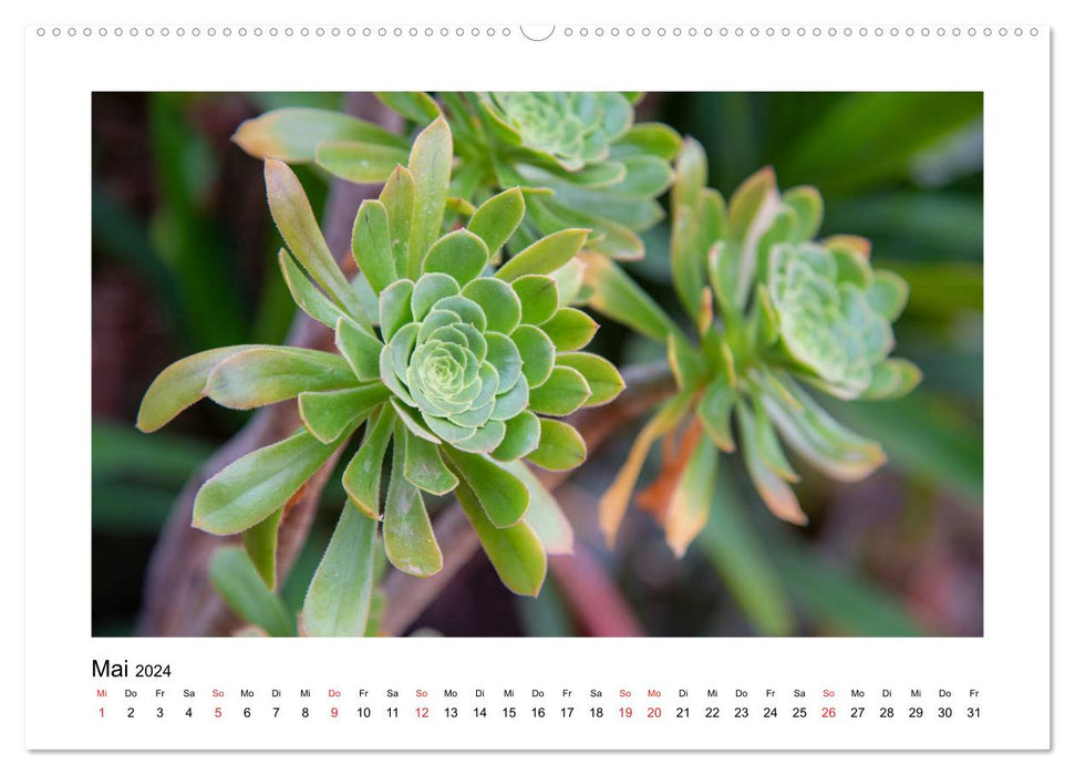 Cacti and succulents (CALVENDO Premium Wall Calendar 2024) 