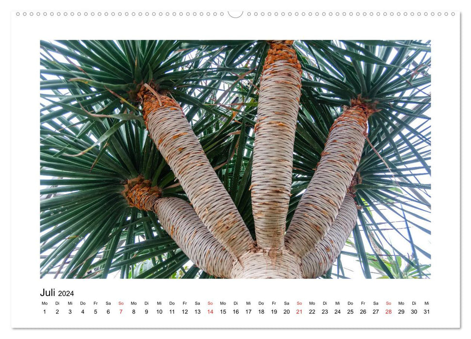 Kakteen und Sukkulenten (CALVENDO Premium Wandkalender 2024)
