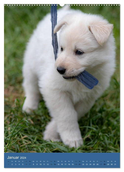 Welpen Zeit - Berger Blanc Suisse (CALVENDO Premium Wandkalender 2024)