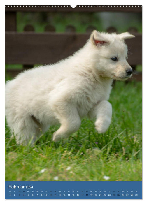 Welpen Zeit - Berger Blanc Suisse (CALVENDO Premium Wandkalender 2024)