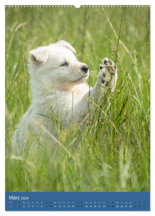 Welpen Zeit - Berger Blanc Suisse (CALVENDO Premium Wandkalender 2024)