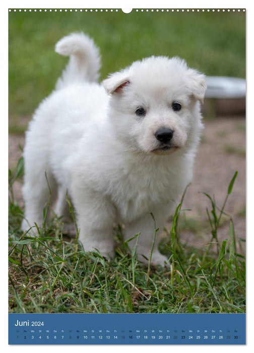 Welpen Zeit - Berger Blanc Suisse (CALVENDO Premium Wandkalender 2024)