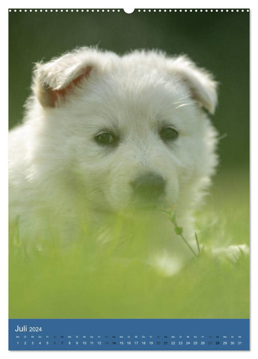 Puppy Time - Berger Blanc Suisse (CALVENDO Premium Wall Calendar 2024) 