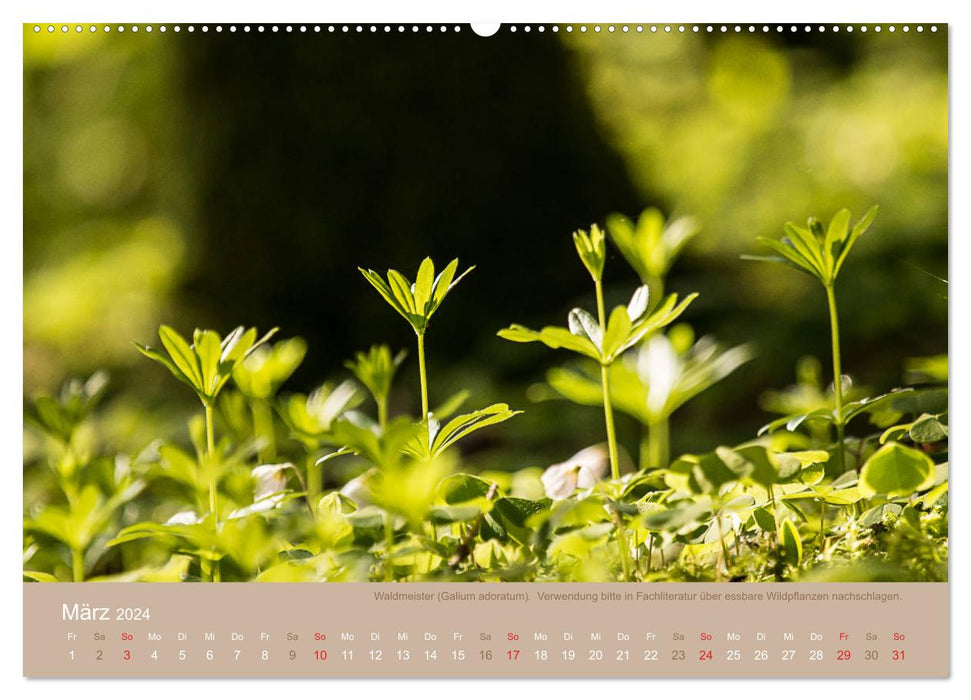 WILD AND HEALTHY Edible wild plants (CALVENDO Premium Wall Calendar 2024) 