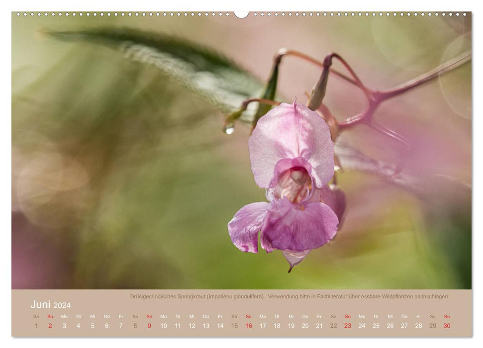 WILD AND HEALTHY Edible wild plants (CALVENDO Premium Wall Calendar 2024) 